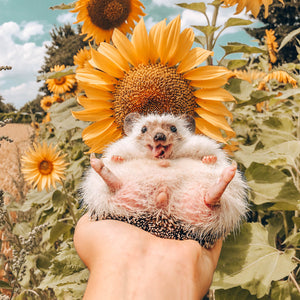 Mr.Pokee Presets "Sunflower Collection"